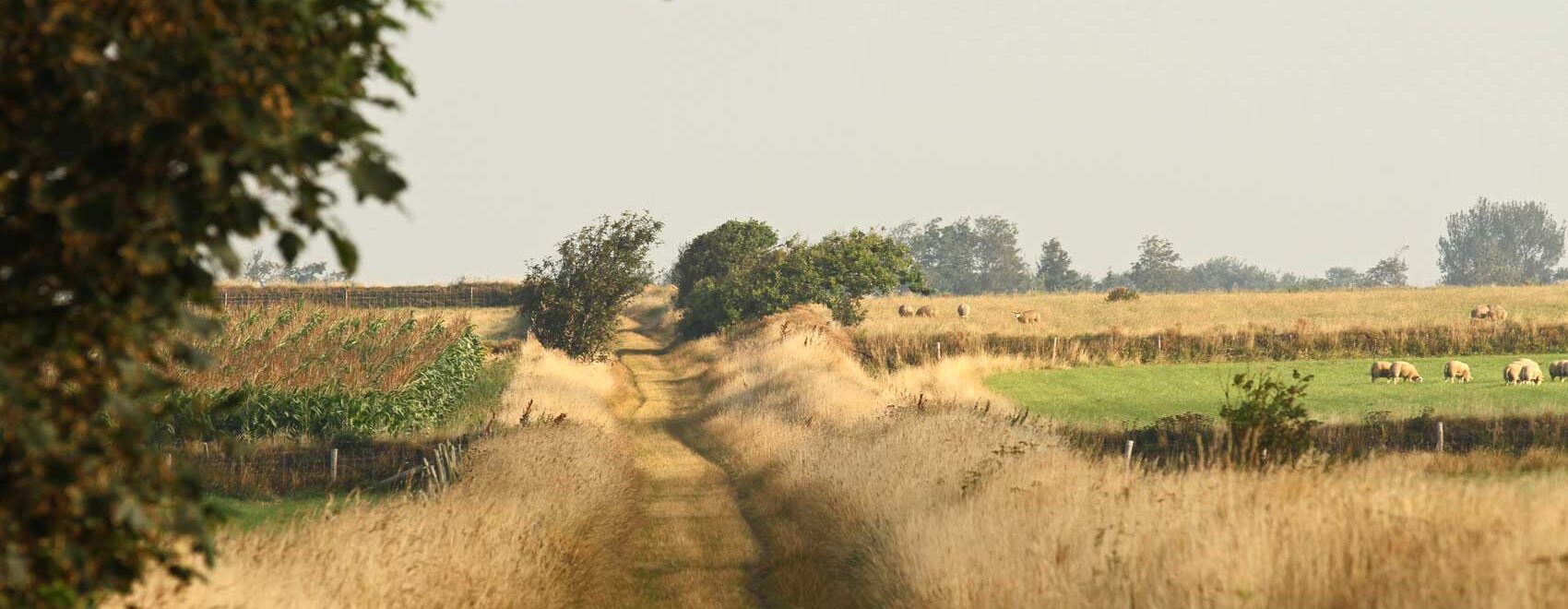 Hoge Berg Texel