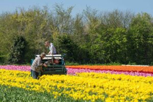 bloembollen-op-vertrouwen