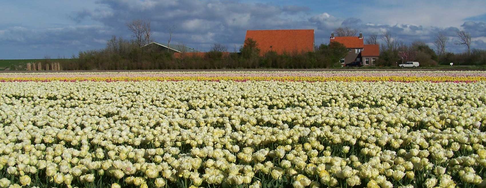 bloembollen-op-vertrouwen