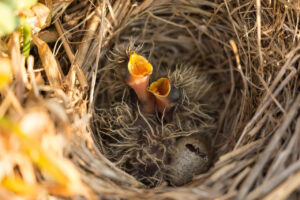 Vogelnest